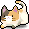 Calico Head Cat